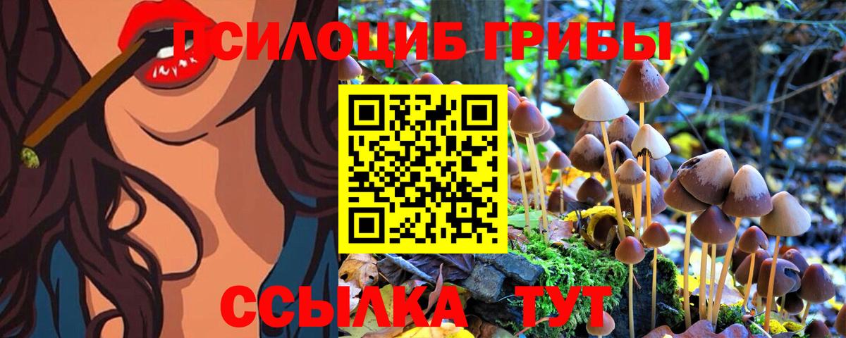 Псилоцибиновые грибы Psilocybine cubensis  Надым 