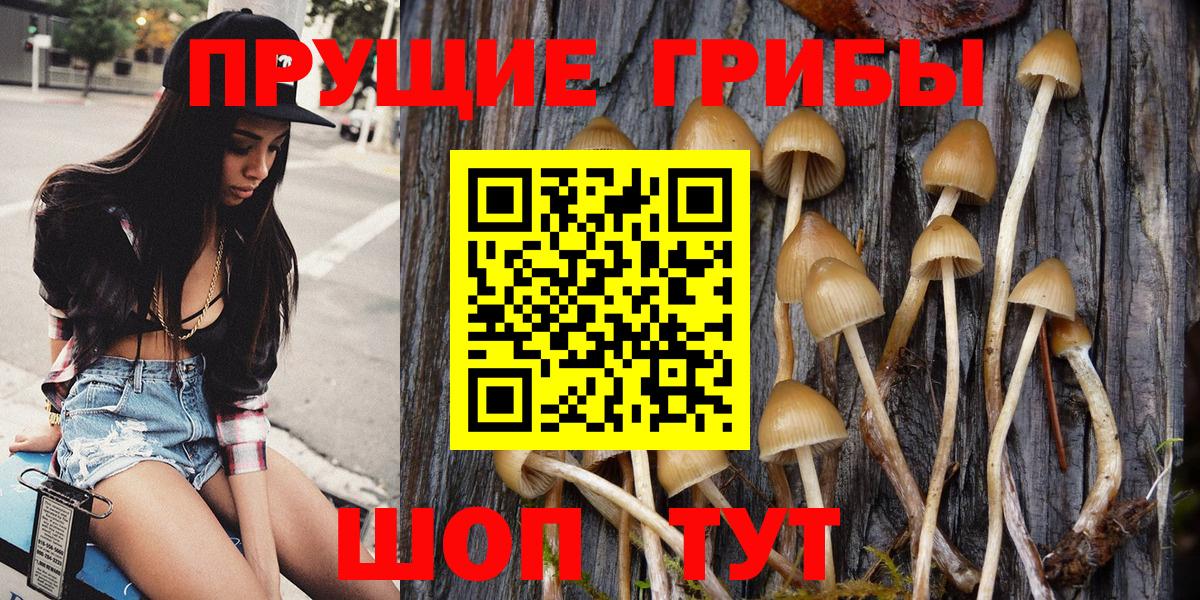 Псилоцибиновые грибы Cubensis Надым